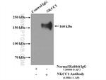 NKCC1 Antibody in Immunoprecipitation (IP)