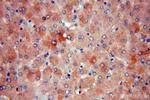 NDUFAF2 Antibody in Immunohistochemistry (Paraffin) (IHC (P))