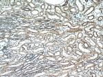 GREM2 Antibody in Immunohistochemistry (Paraffin) (IHC (P))