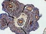 GREM2 Antibody in Immunohistochemistry (Paraffin) (IHC (P))