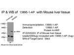 D2HGDH Antibody in Immunoprecipitation (IP)