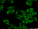 GTPBP4 Antibody in Immunocytochemistry (ICC/IF)