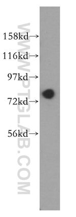 GTPBP4 Antibody in Western Blot (WB)