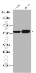 GTPBP4 Antibody in Western Blot (WB)