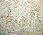 DHDH Antibody in Immunohistochemistry (Paraffin) (IHC (P))