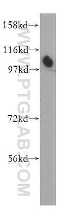 ZHX1 Antibody in Western Blot (WB)