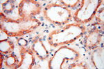 AKAP3 Antibody in Immunohistochemistry (Paraffin) (IHC (P))