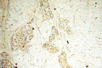 AKAP3 Antibody in Immunohistochemistry (Paraffin) (IHC (P))