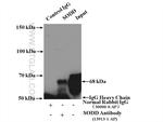 SODD/BAG4 Antibody in Immunoprecipitation (IP)