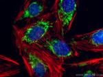 SNN Antibody in Immunocytochemistry (ICC/IF)