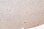 SNN Antibody in Immunohistochemistry (Paraffin) (IHC (P))