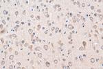 SNN Antibody in Immunohistochemistry (Paraffin) (IHC (P))