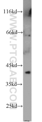 NKX2-5 Antibody in Western Blot (WB)