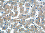 PTPRE Antibody in Immunohistochemistry (Paraffin) (IHC (P))