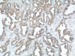 PTPRE Antibody in Immunohistochemistry (Paraffin) (IHC (P))