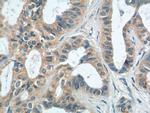 PTPRE Antibody in Immunohistochemistry (Paraffin) (IHC (P))