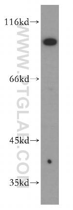 PTPRE Antibody in Western Blot (WB)