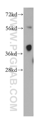 DCX Antibody in Western Blot (WB)