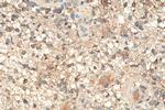 DCX Antibody in Immunohistochemistry (Paraffin) (IHC (P))