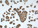 NPC1 Antibody in Immunohistochemistry (Paraffin) (IHC (P))