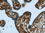 NPC1 Antibody in Immunohistochemistry (Paraffin) (IHC (P))