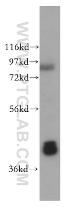 GNAQ Antibody in Western Blot (WB)