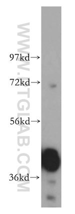 GNAQ Antibody in Western Blot (WB)