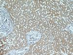 MDP-1 Antibody in Immunohistochemistry (Paraffin) (IHC (P))