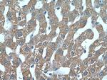 MDP-1 Antibody in Immunohistochemistry (Paraffin) (IHC (P))