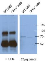 KIF3A Antibody in Immunoprecipitation (IP)