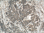 CA4 Antibody in Immunohistochemistry (Paraffin) (IHC (P))