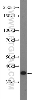 CA4 Antibody in Western Blot (WB)