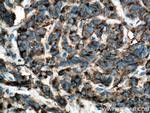 CA4 Antibody in Immunohistochemistry (Paraffin) (IHC (P))