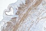 Calponin 1 Antibody in Immunohistochemistry (Paraffin) (IHC (P))