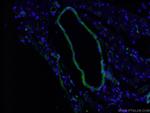 Calponin 1 Antibody in Immunohistochemistry (PFA fixed) (IHC (PFA))