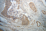 Calponin 1 Antibody in Immunohistochemistry (Paraffin) (IHC (P))