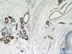 Calponin 1 Antibody in Immunohistochemistry (Paraffin) (IHC (P))