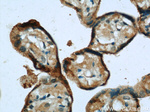 SIGLEC7 Antibody in Immunohistochemistry (Paraffin) (IHC (P))