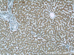 SIGLEC7 Antibody in Immunohistochemistry (Paraffin) (IHC (P))