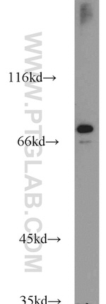 SIGLEC7 Antibody in Western Blot (WB)