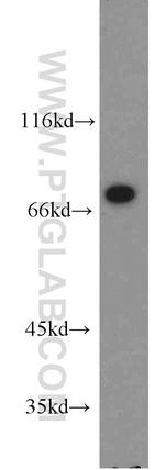 SIGLEC7 Antibody in Western Blot (WB)