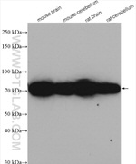 PGM2L1 Antibody in Western Blot (WB)