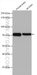 PGM2L1 Antibody in Western Blot (WB)