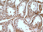 ALDH1A2 Antibody in Immunohistochemistry (Paraffin) (IHC (P))