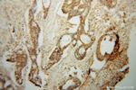 PDE8A Antibody in Immunohistochemistry (Paraffin) (IHC (P))