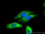 MICAL2 Antibody in Immunocytochemistry (ICC/IF)