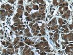 MICAL2 Antibody in Immunohistochemistry (Paraffin) (IHC (P))