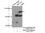 MICAL2 Antibody in Immunoprecipitation (IP)