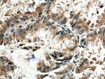 ZnT7 Antibody in Immunohistochemistry (Paraffin) (IHC (P))