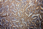 HSPA1L Antibody in Immunohistochemistry (Paraffin) (IHC (P))